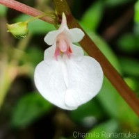 Impatiens truncata Thwaites